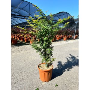 Javor dlaňolistý (Acer palmatum) ´SANGU KAKU´ - výška 150 cm +, kont. C25L 